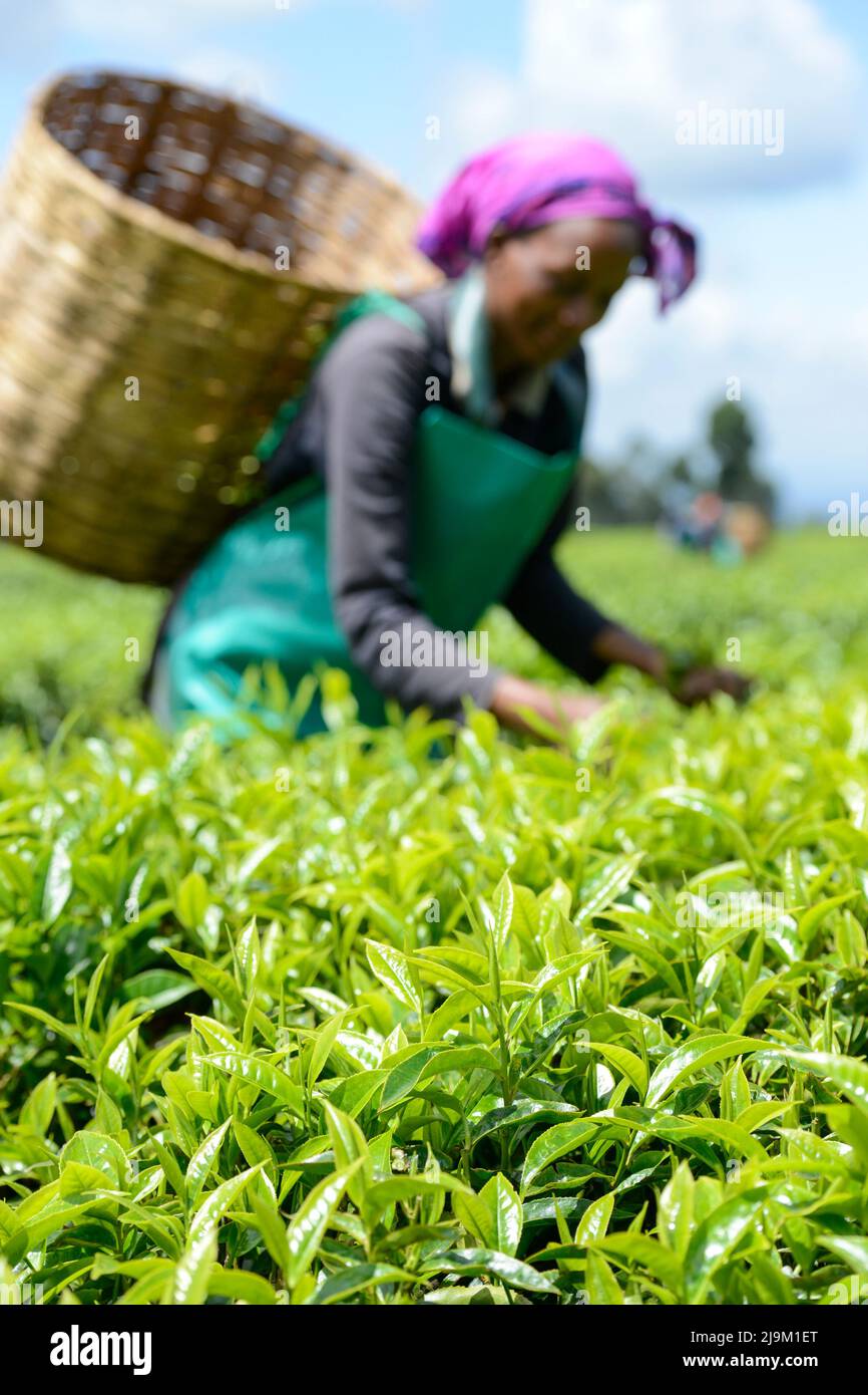 Kenya's Tea Earnings Soar to Sh218.79bn Amid Rising Exports