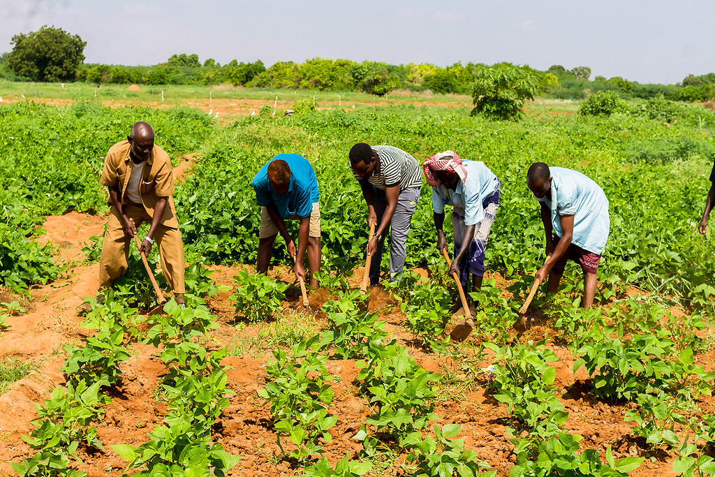 Somalia Launches New Agriculture Coordination Platform in Mogadishu