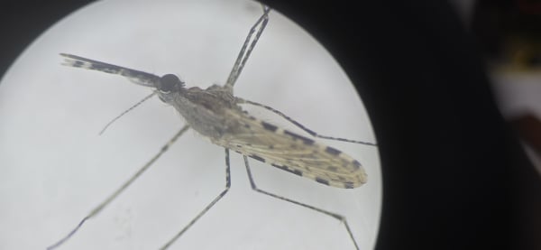 Invasive mosquito species spreading disease threat across African cities