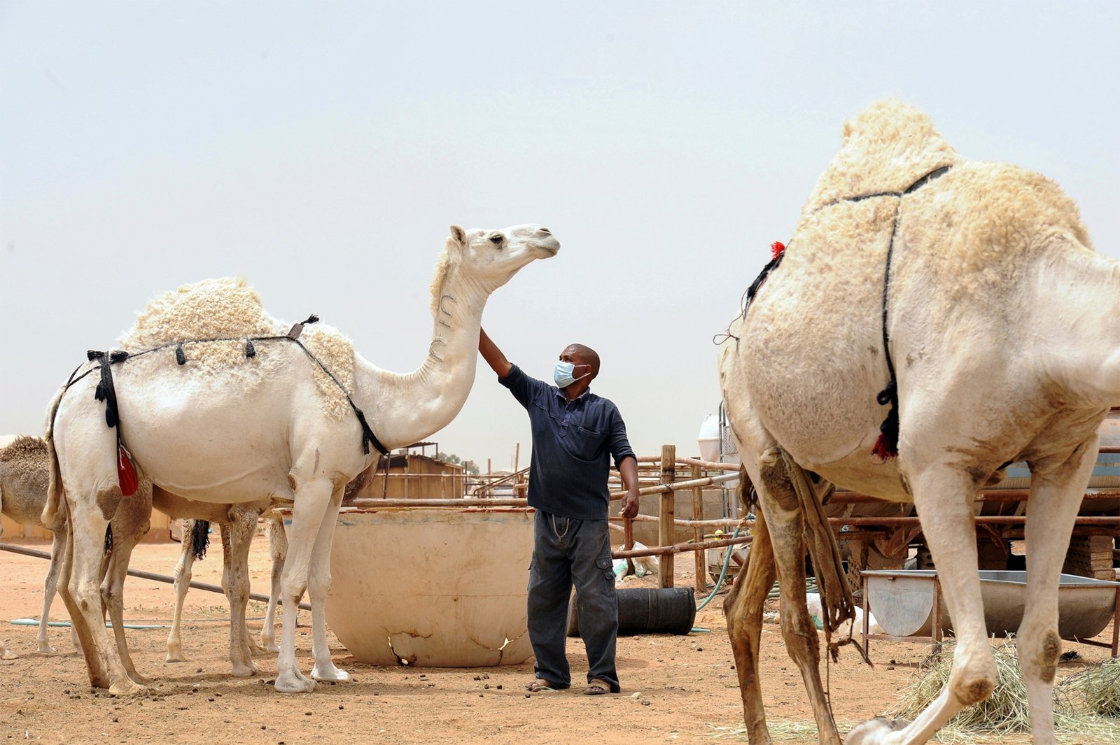WHO reports eight MERS-CoV infections and one death in Saudi Arabia
