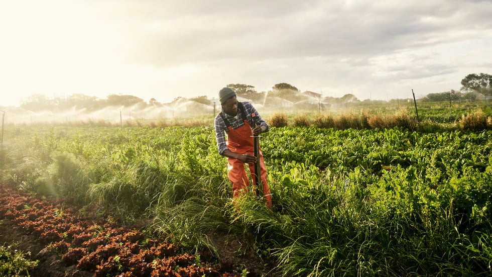 South Africa to release 2.5 million hectares of state land to black farmers
