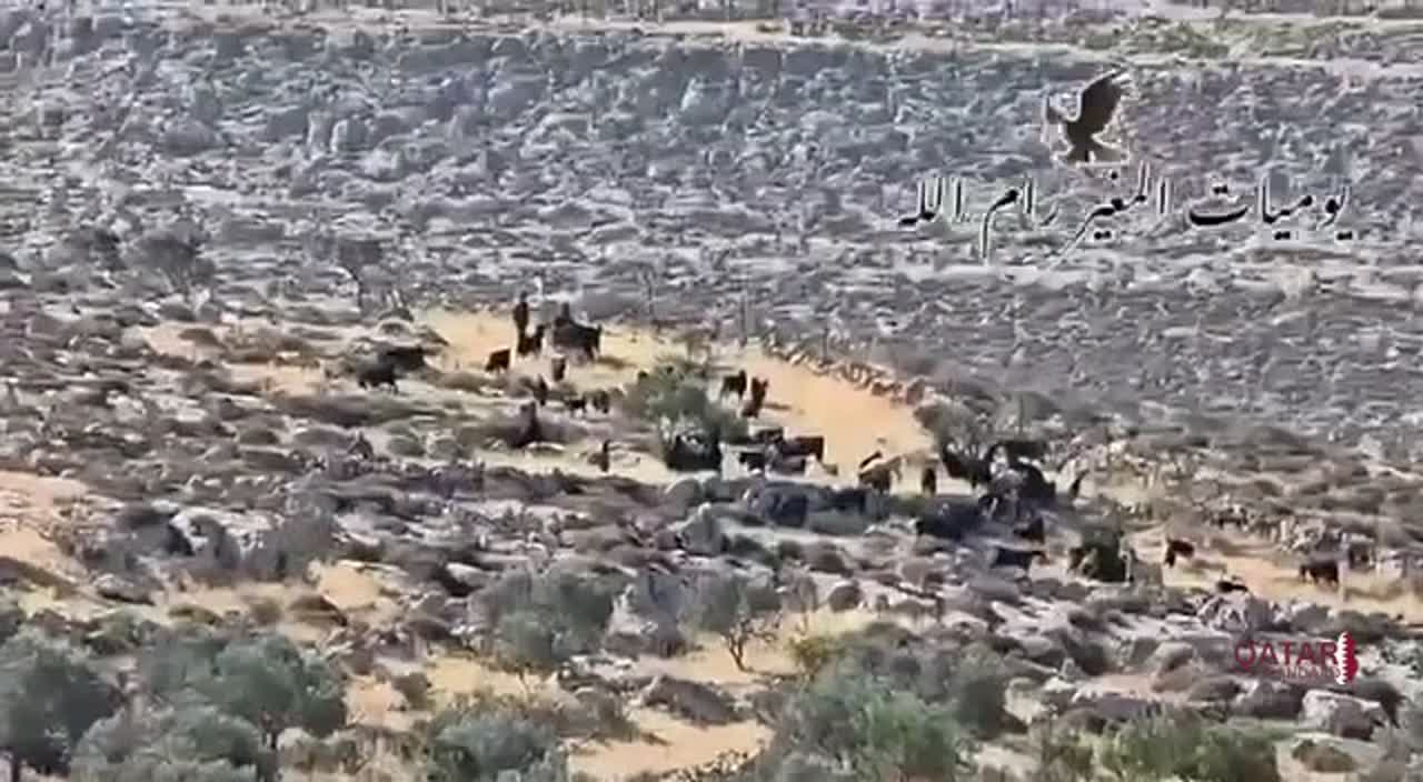 Settlers and livestock invade Palestinian lands in Al-Mughayyir village.